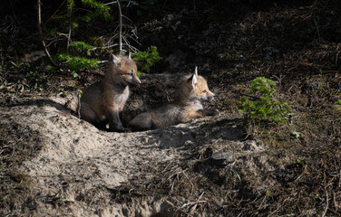 Red fox kits in the Canadian wilderness in the spring