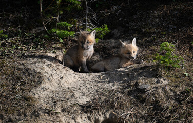 Red fox kits in the spring in Canada