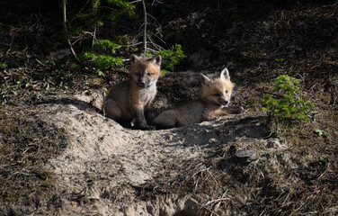 Red fox kits in the spring in Canada