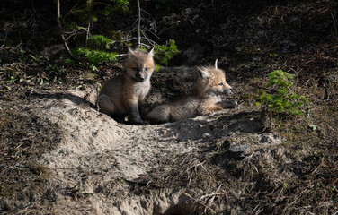 Red fox kits in the spring in Canada
