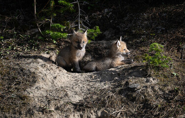 Red fox kits in the spring in Canada