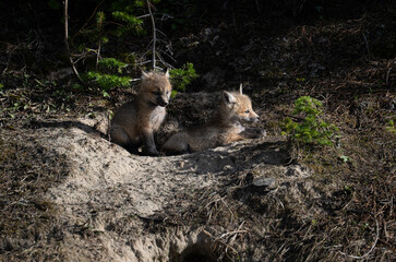 Red fox kits in the spring in Canada