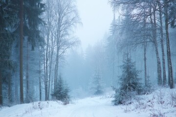 Fototapeta premium Misty day in the woodland clearing Cold scenery