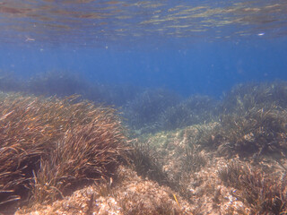 Seagrass underwater with natural sunlight in Mediterranean sea, jijel Algeria, Sea Grass underwater, seagrass Kelp grows in rocks under the sea and the diversity of life in the Mediterranean.