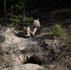 Red fox kits in the spring in Canada