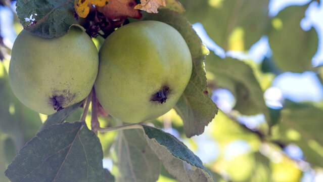 green apples on tree
