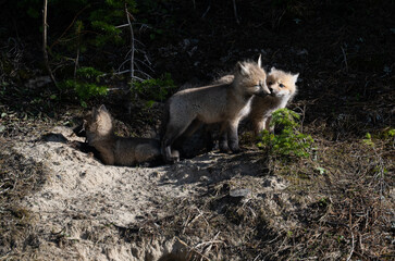 Red fox kits in the spring in Canada