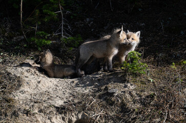 Red fox kits in the spring in Canada