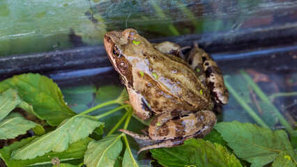 Obraz premium frog greenbackground