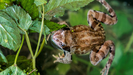 frog greenbackground