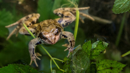 frog greenbackground
