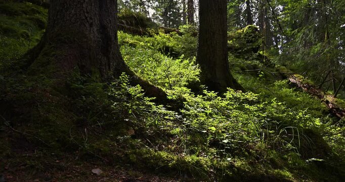 Summer coniferous forest, grass swaying in the wind and shadows cast by old trees, Oslo, summer in Norway, 4K, 60fps