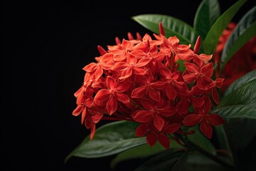 Photography of Saraca asoca or ixora blooms
