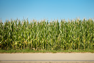 Wide shot of lush green cornfield