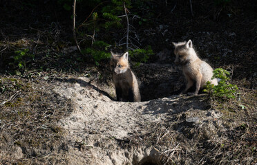 Obraz premium Red fox kits in the spring in Canada