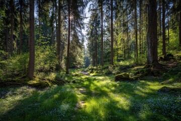 Obraz premium Spring forest with greenery on a sunny day Czech Republic Europe