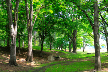 新緑が美しい公園