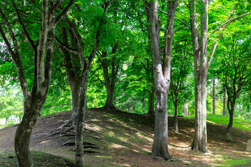 新緑が美しい公園