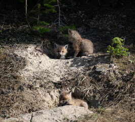 Red fox kits at their den in Canada