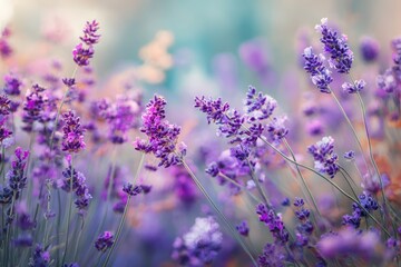 Fototapeta premium Summer meadow with lavender blooms shallow focus