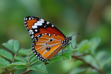 The butterfly Danaus chrysippus chrysippus However