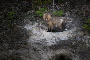 Red fox kits at their den in Canada