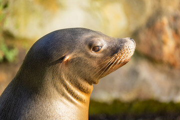 pair of California sea lions bask in sun. Zalophus californianus.