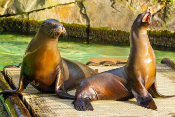 pair of California sea lions bask in sun. Zalophus californianus.