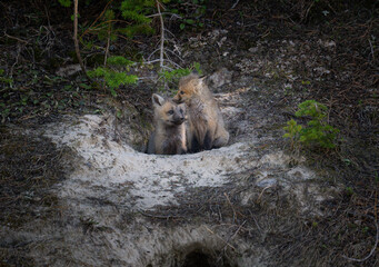 Red fox kits at their den in Canada