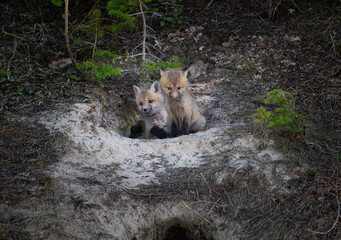Obraz premium Red fox kits at their den in Canada