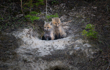 Red fox kits at their den in Canada