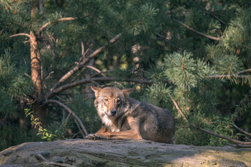 adult gray European wolf in natural environment, resting under tree