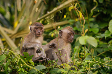 Closeup portrait of Tufted gray langur Semnopithecus priam