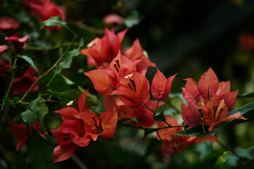 Bougainvillea Flowers and Green Foliage