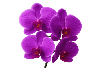 Fototapeta premium Purple orchid blossoming with graceful petals, highlighting intricate floral details against pristine white backdrop