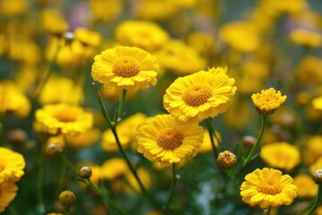 Yellow flowering plants blooming in a garden on a sunny day used for dye