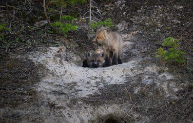 Red fox kits at their den in Canada