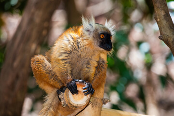 Madagascar lemur. A small, fluffy, cute, red animal