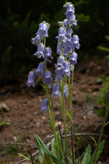 bärtige Glockenblume