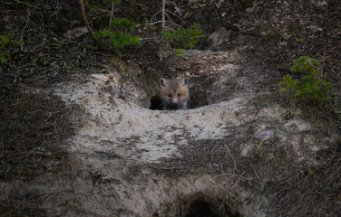 Fototapeta premium Red fox kits at their den in Canada