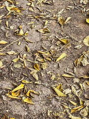 Scattered dry yellow leaves on compact soil with small twigs. Top-down view showing natural autumn texture with organic shapes and earthy tones