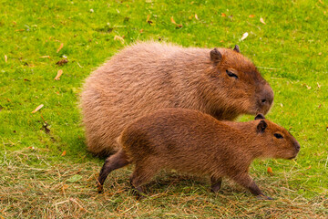 Capybaras walking together green grass showcasing their playful nature