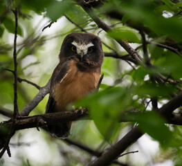 Saw whet owl young in Alberta, Canada