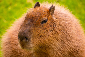 capybara with soft fur, showcasing its gentle expression in a natural setting
