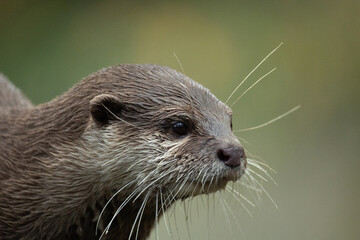 Asian small clawed otter Amblonyx cinerea, small clawed otter
