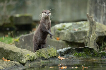 Asian small clawed otter Amblonyx cinerea, small clawed otter