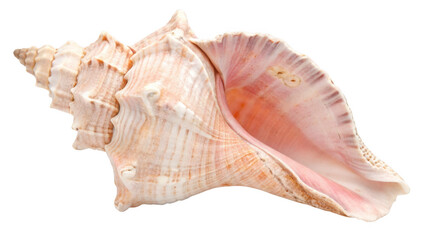 Large ornate pink and white conch shell isolated on transparent background