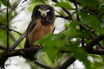 Saw whet owl young in Alberta, Canada