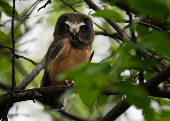 Saw whet owl young in Alberta, Canada