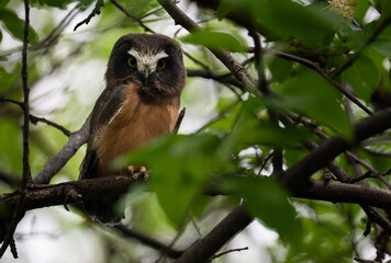 Saw whet owl young in Alberta, Canada